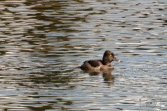 Colorado-343-20170922