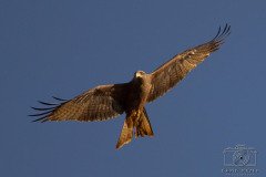 IMG_2230