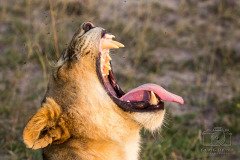 IMG_2548