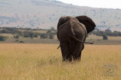 IMG_2896