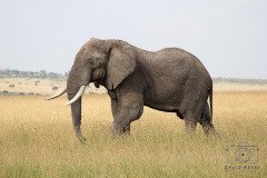 IMG_2904