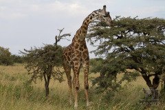 IMG_2986