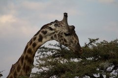 IMG_2988