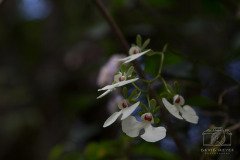 IMG_6729