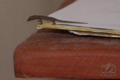 IMG_9984